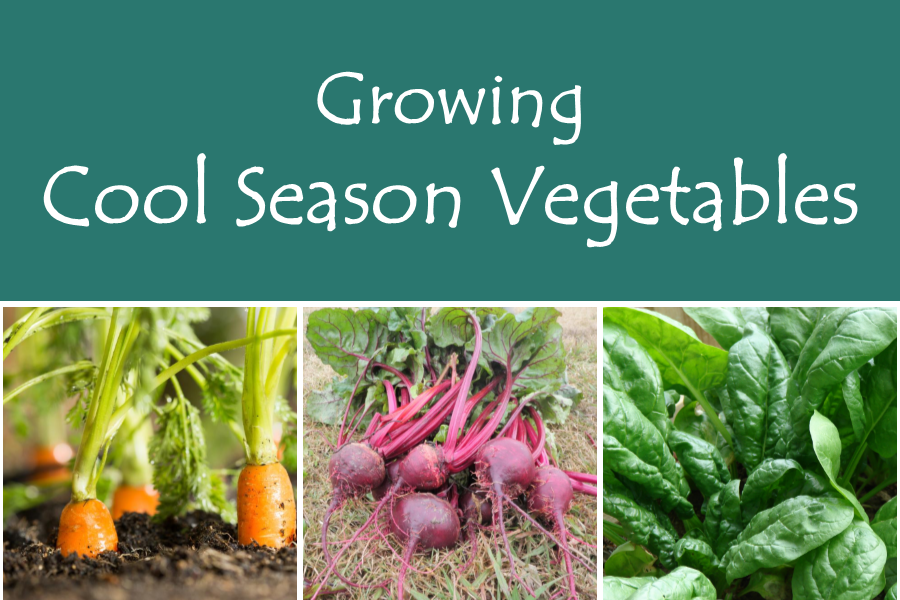 Growing Cool Season Vegetables